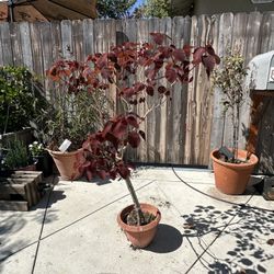 Caribbean Copper Plant (4’-6’)