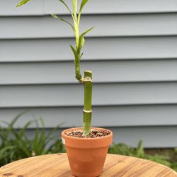 Lucky Bamboo