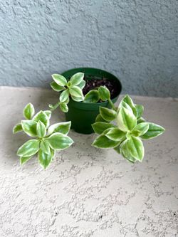 Variegated  Aptenia  plant