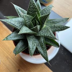 Succulent Gastaría Flow - FREE