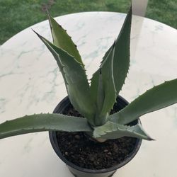 Blue American Agave Plant ‘Big Blue’ (Indoor / Outdoor Live Plant)
