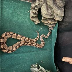 Ball Python Morph Snake