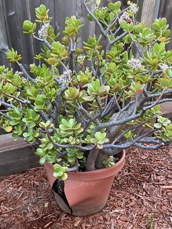 Succulent