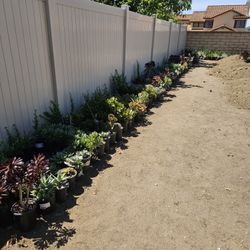 Assorted One Gallon Succulents -$4