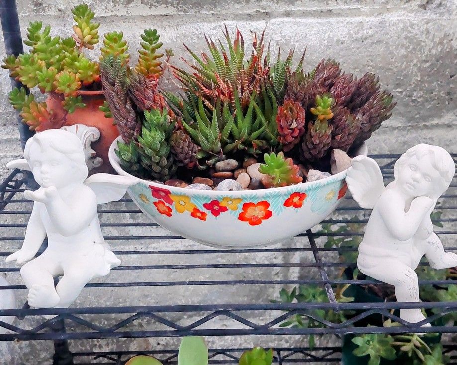 Succulents In Beautiful Bowl