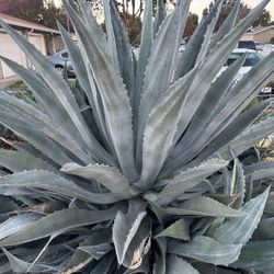 Large Agave Plants 