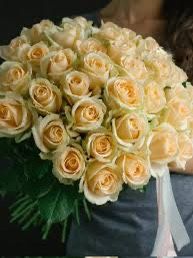Rare European, Japan rose plants ,Peach Avalanche