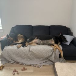 Pull Out couch Bed