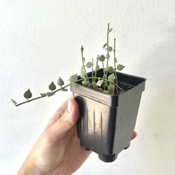Dischidia Millions Of Hearts Variegated Plant