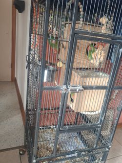 Five birds plus cage