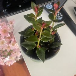 Gold Fish Plant 🪴 