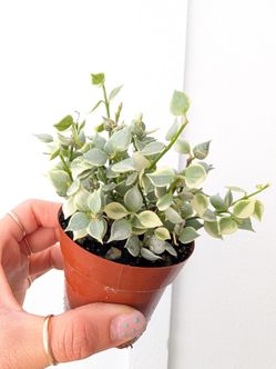 Dischidia Ruscifolia Million Hearts Variegated Plant 2" Pot - Indoor House Plants