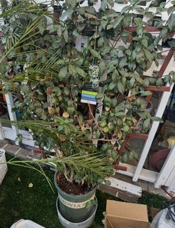 Jasmine Plants