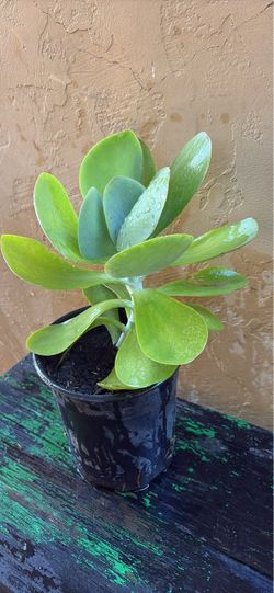 Suculenta