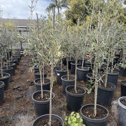 Wilson Olive Tree Fruitless 