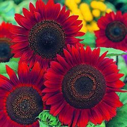 Heirloom Red Velvet NonGMO Sunflower Seeds. Attracts Butterflies and Hummingbirds. Large Blooms.