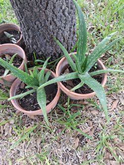 Aloe Vera plants in  large Terracotta pots