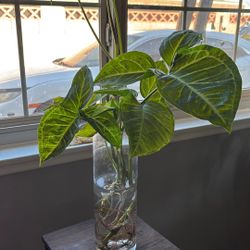 planta natural  con vase  hermosa