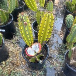 Peruvian Apple Cactus