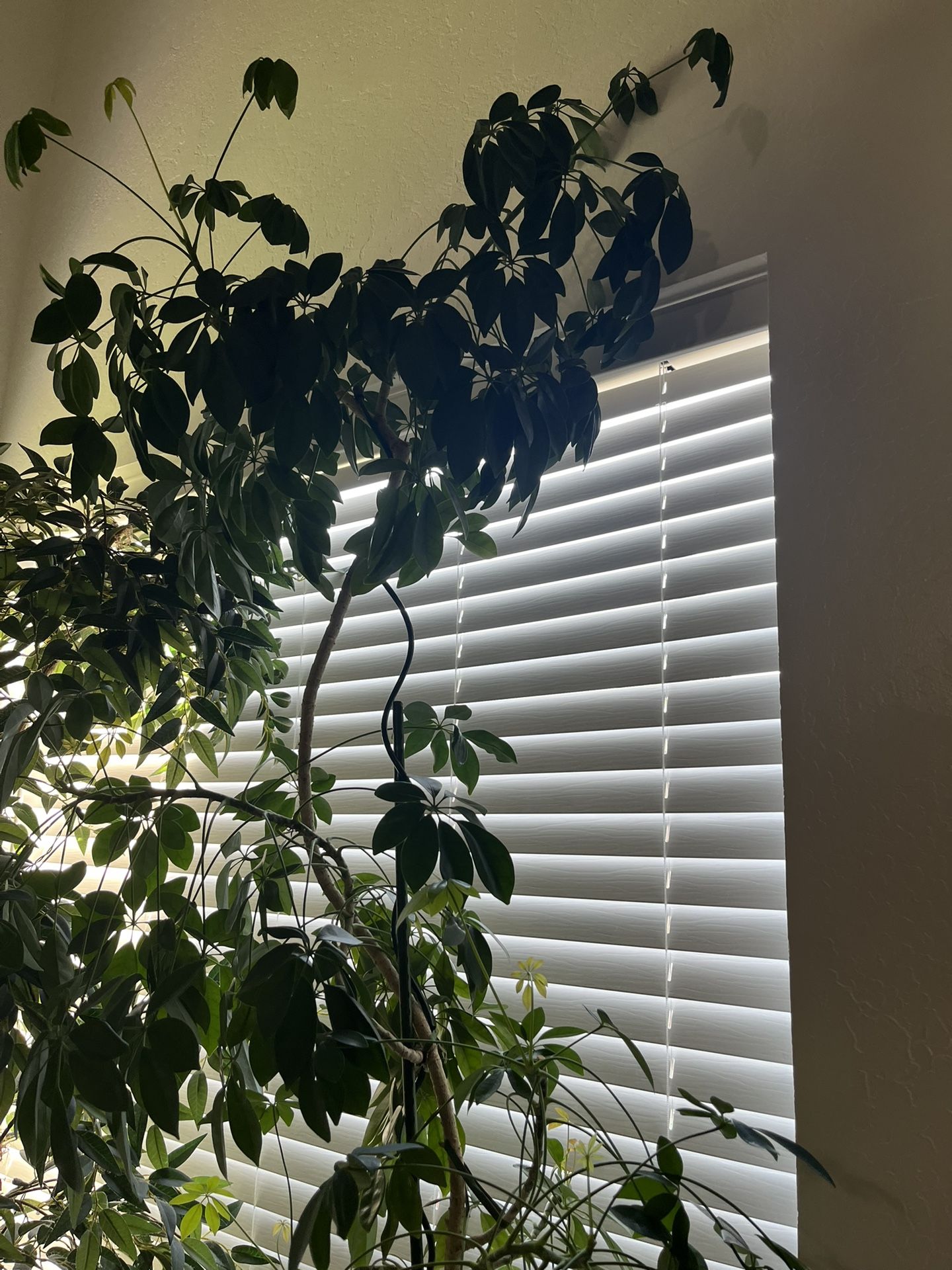 6-7 Ft Umbrella Plant