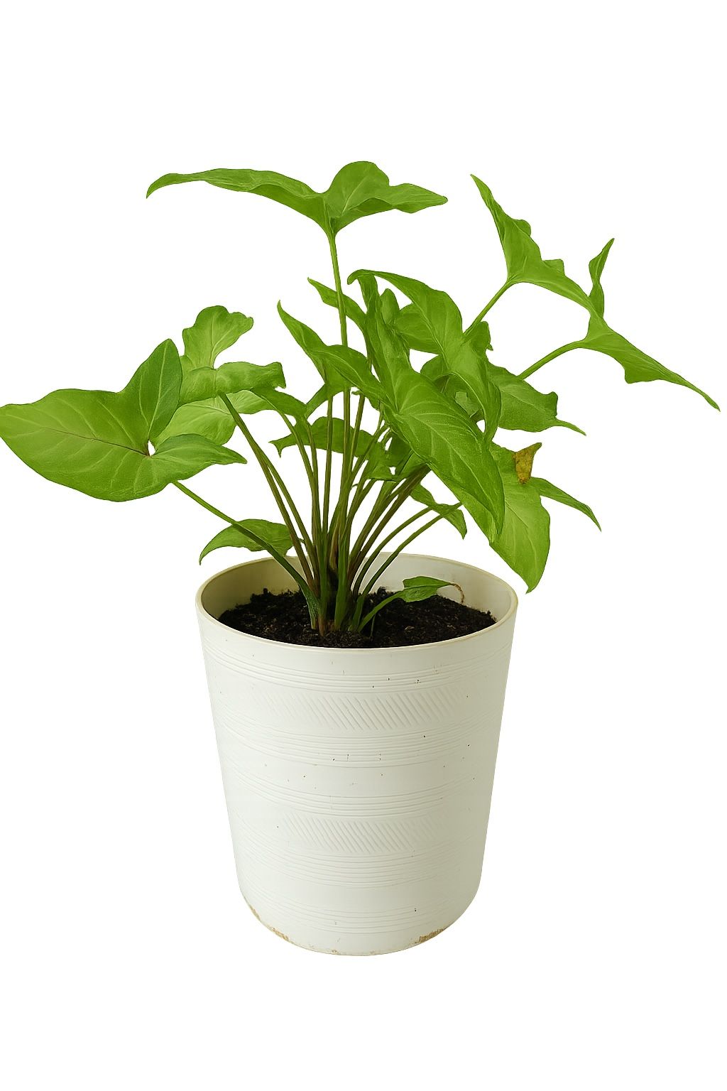 Syngonium podophyllum