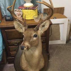 Deer Mount