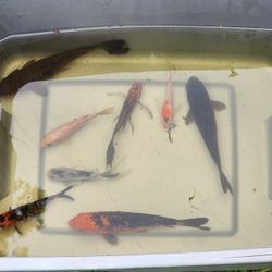 Japanese Koi Fish Lot Of 8 Koi Fish 4-8in Standard & Butterfly Fin Pond Fish