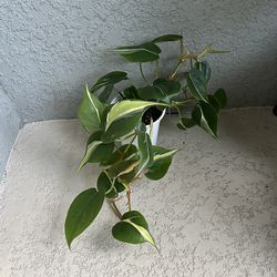 Philodendron  silver  stripe  plant