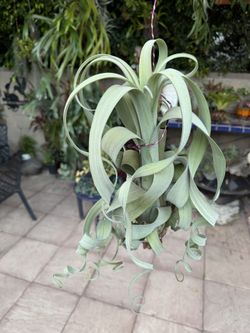 Huge Curly Slim Airplant !