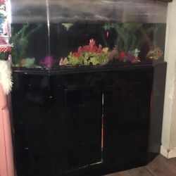 Giant fish tanks ready for new home