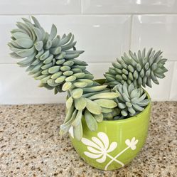 Burro's Tail Succulent in Decorative Green Pot (8" Tall)