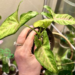 Syngonium Pink Splash