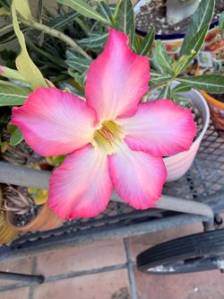 Desert Rose (Adenium)