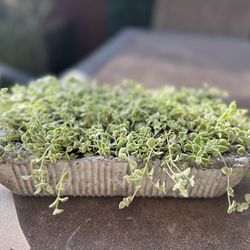 Little Missy Sedum succulent plants-$10 Each