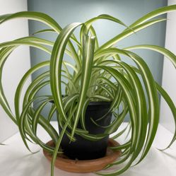 Bonnie curly spider plant 