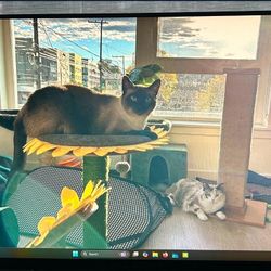 Alienware 1080p 240hz Monitor 
