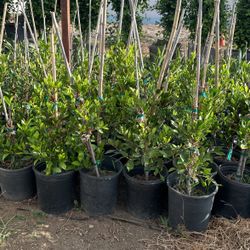 Ficus Plants