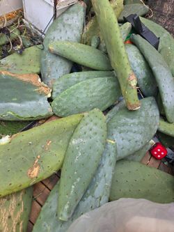 Cactus for free
