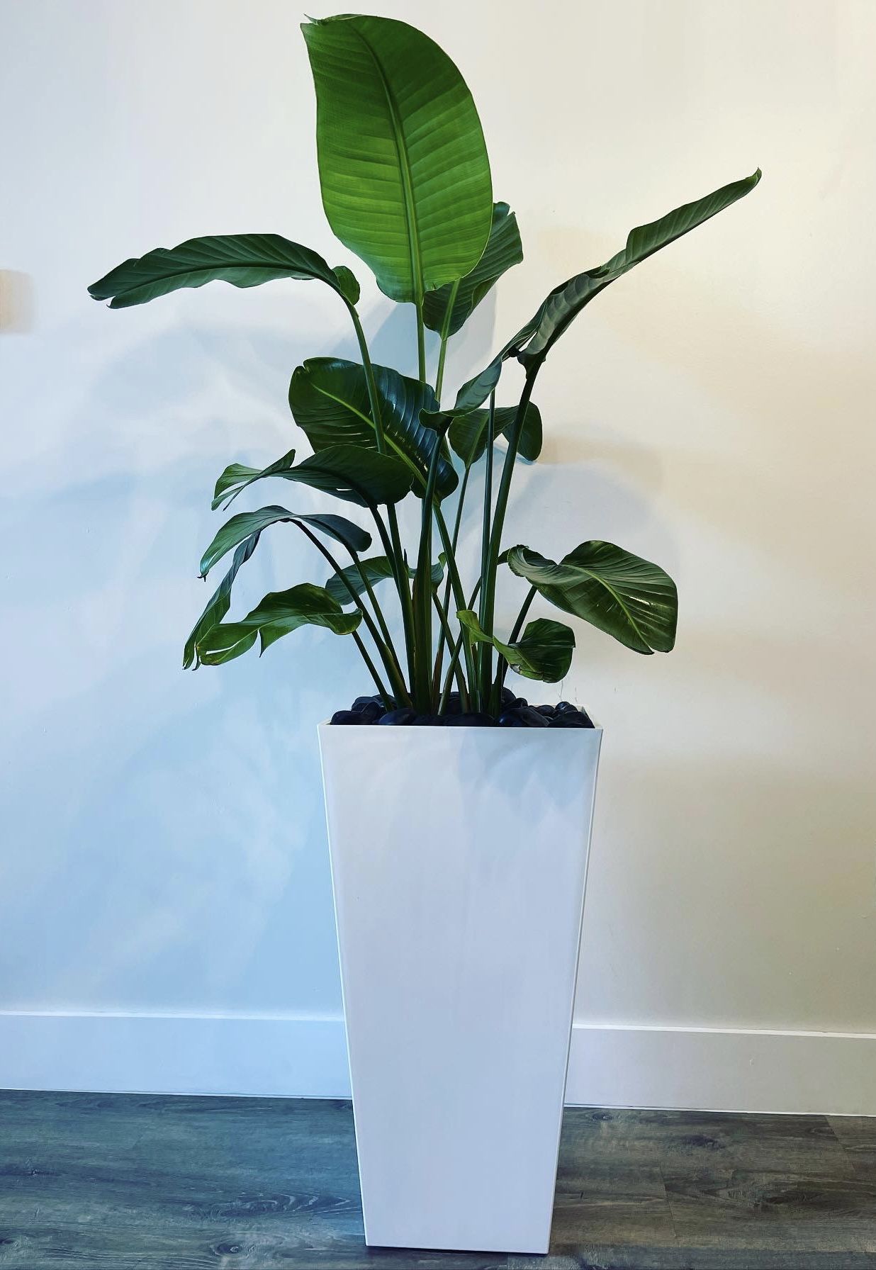 Indoor Plants