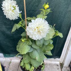 Dhalia Blooming Big Flowers Plant, In 5 Gallons Pot Pick Up Only