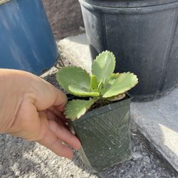 Small Mother Of Thousands Plant 