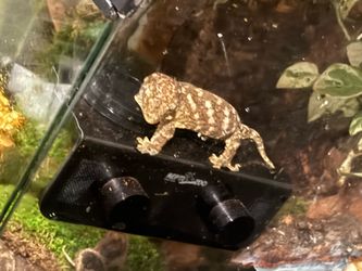 Tank