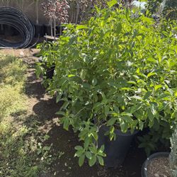 Muicle Plants  15 Gal