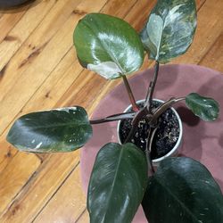 White Wizard Philodendron? 