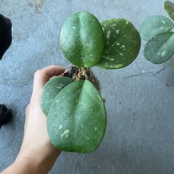 Hoya Obovata