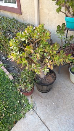 Planta 🪴 de jade Gratis