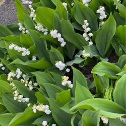 Outdoor Flowers - LILLY OF THE VALLEY