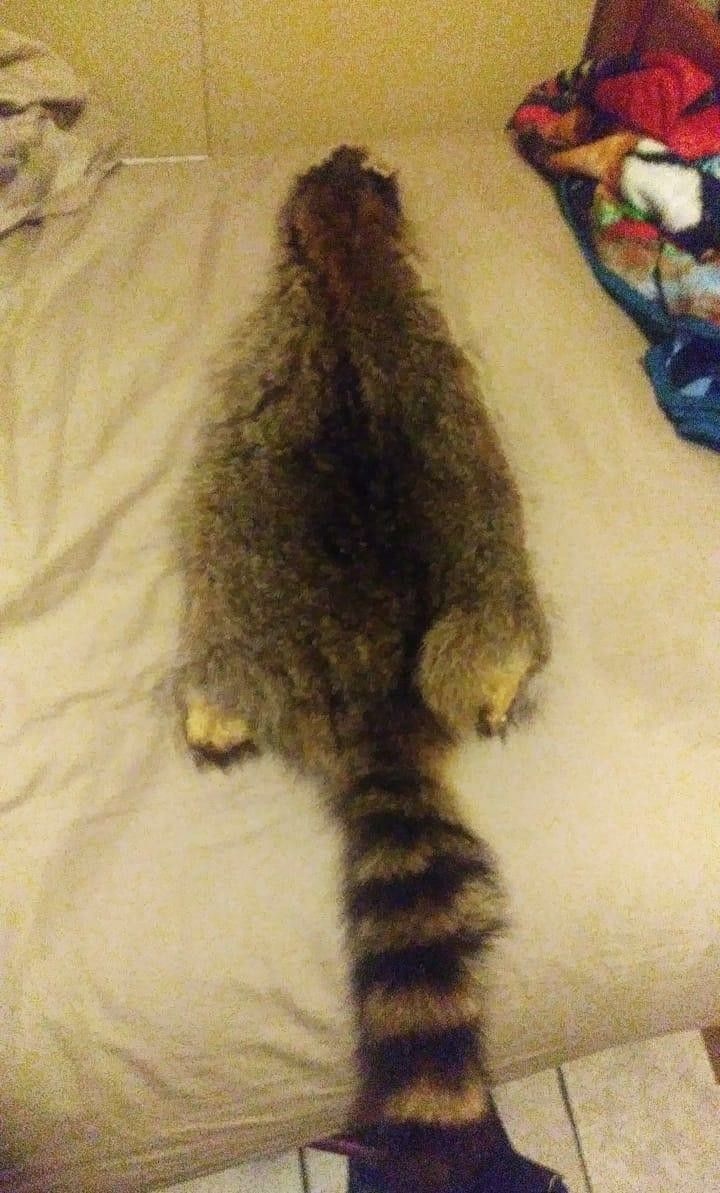 Raccoon pelt