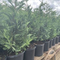 4/5’ Leyland Cypress Arborvitae