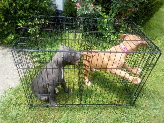 Large Two Sided Dog Cage